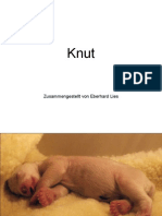 Knut Das Wuschelchen