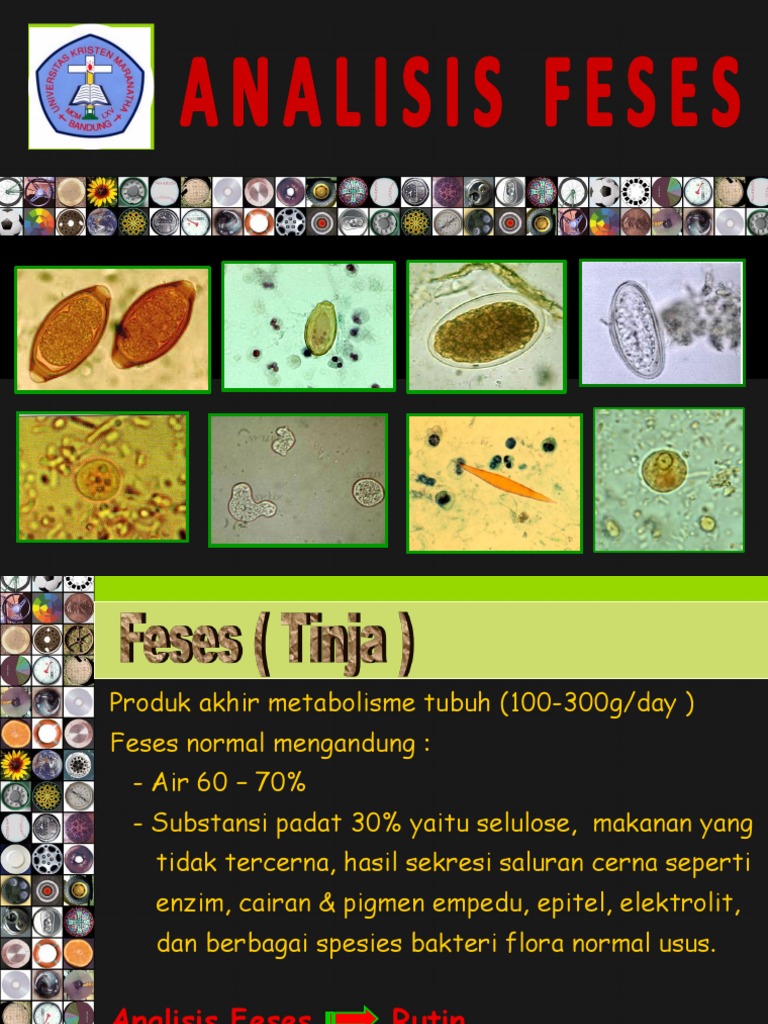 Fecal Analysis Pem-lab Gangguan Git | PDF