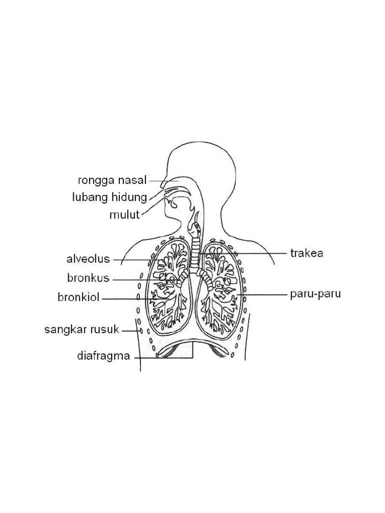 Human Respiratory System | PDF
