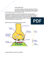 Asignación SINAPSIS y NEUROTRANSMISORES