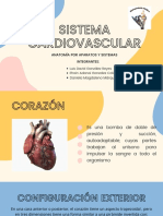 Sistema Cardiovascular