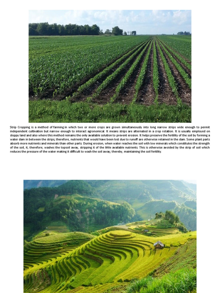 What Are The Disadvantages Of Strip Cropping? – MNPUN