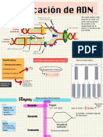 Replicación de ADN: Etapas