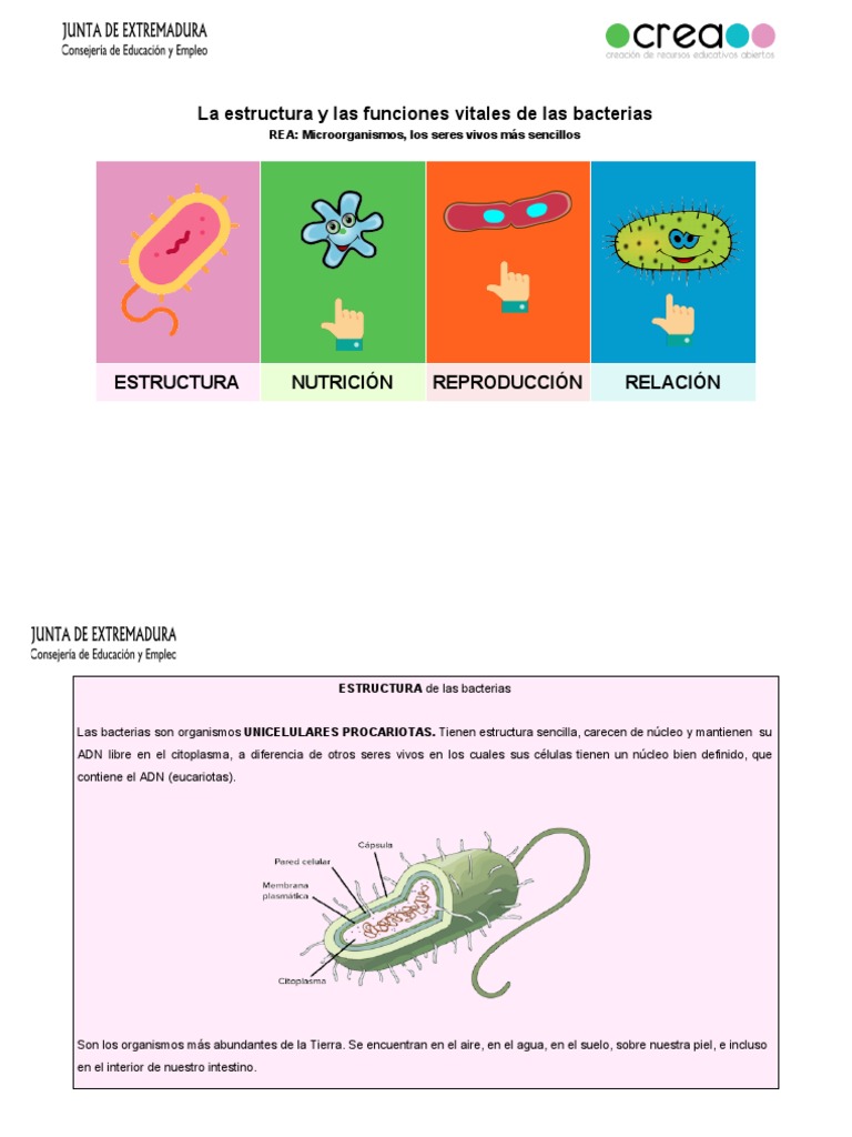 Estructura y Funciones Vitales de Las Bacterias | PDF | Las bacterias ...