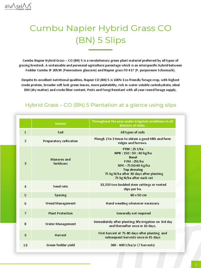 Hybrid Napier Grass Co5 Root Slips or Stem Cuttings | PDF