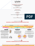 Desarrollo Embrionario Del Sistema Respiratorio - Línea Del Tiempo