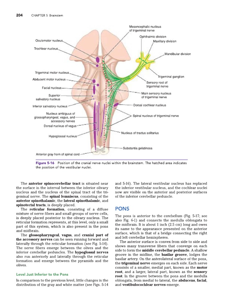 Anatomy of the Pons in Neuroanatomy | PDF | Brainstem | Cerebellum