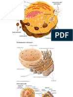 Magnified Cell Images