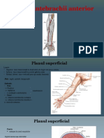 Regiunea Antebrahiala Anterioara