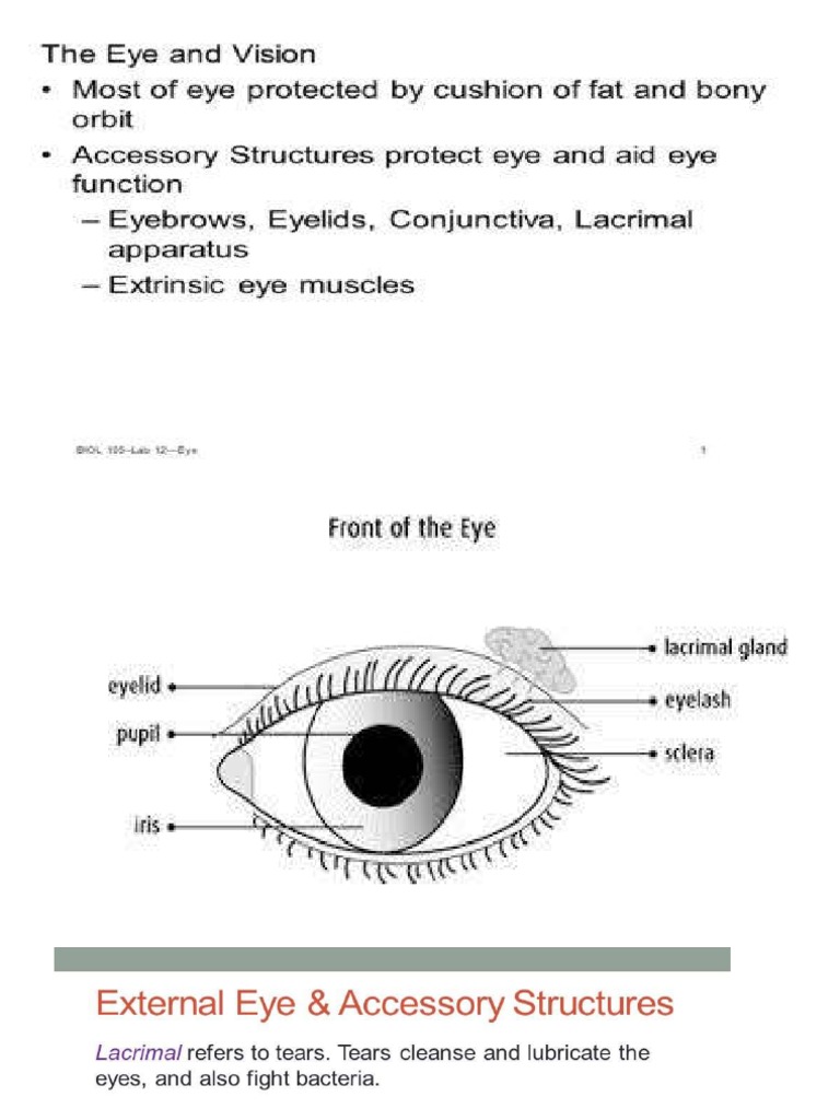 The Eye | PDF