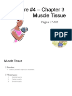 Lecture #4 Ch. 3 Muscle Tissue Pages 97-100