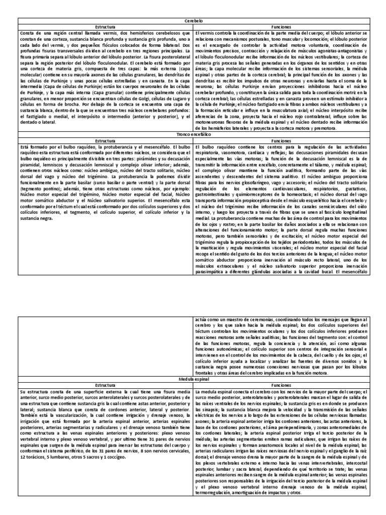 Cerebelo pdf