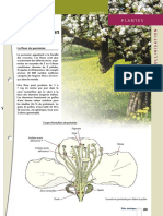 172 Fiche Pommier