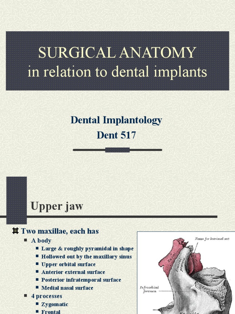Surgical Anatomy for Dental Implants | PDF | Skeletal System | Human ...