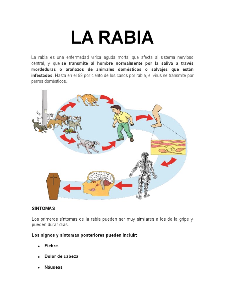 Rabia 2 | PDF | Rabia | Virus