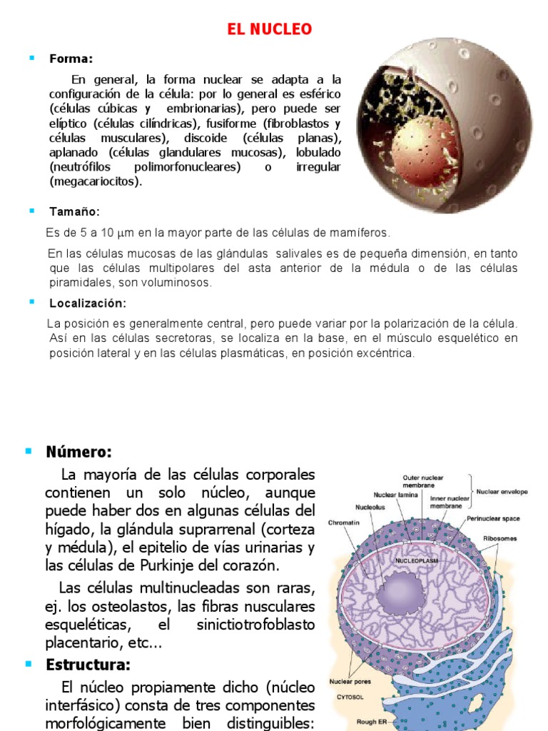 Tema 9 Nucleo Pdf