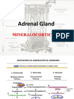 Adrenal Gland by Dr. Rajnee IInd Part