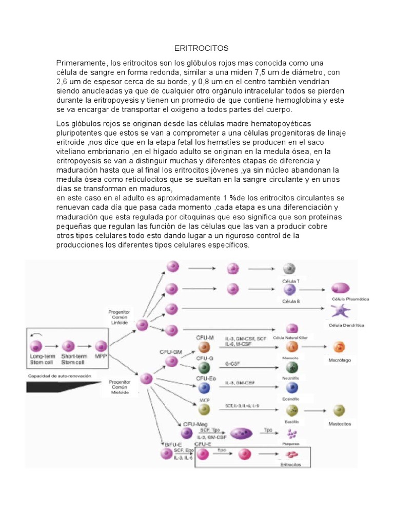 Globulos Rojos | PDF | Glóbulo rojo | Sangre