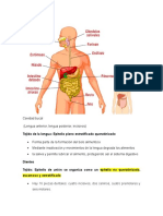 Sistema Digestivo