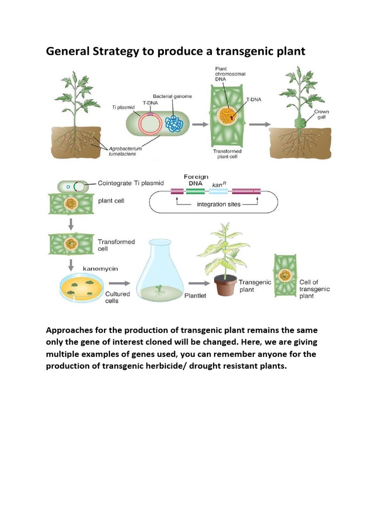 Transgenic Plant Production Strategies | PDF
