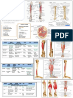 Anatomia Da Perna e Pé Moquinha TEOT 2021