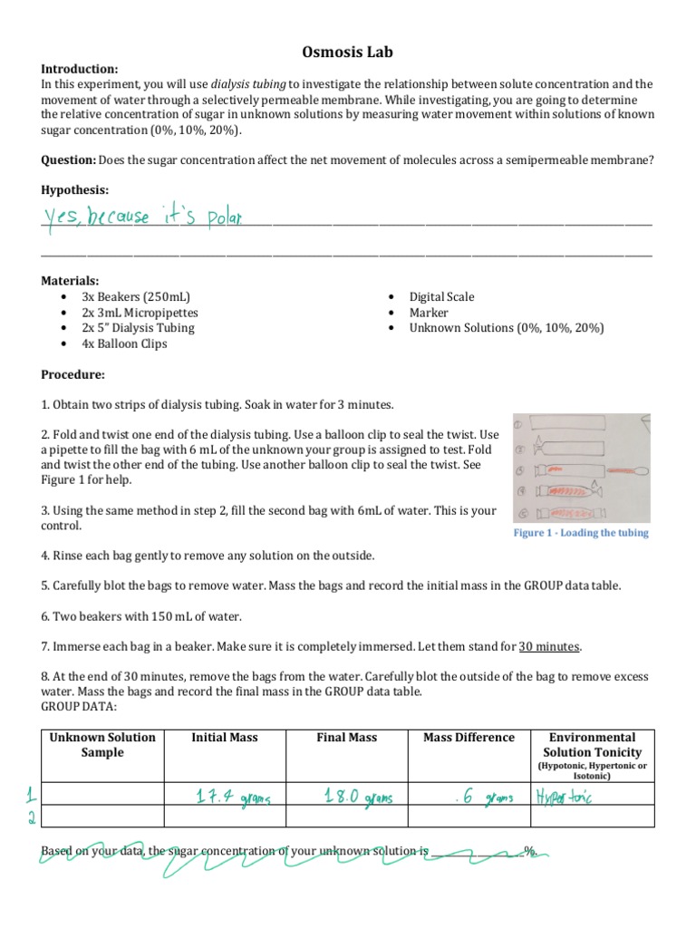 Osmosis Lab PDF Osmosis Separation Processes