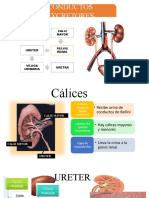 URETER Tubulo Distal