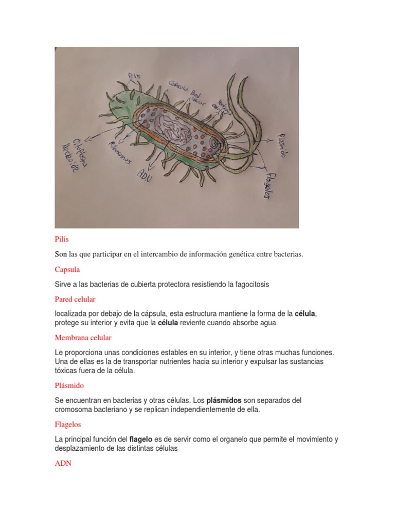 Dibujo de la célula procariota con sus partes y descripción de cada una ...