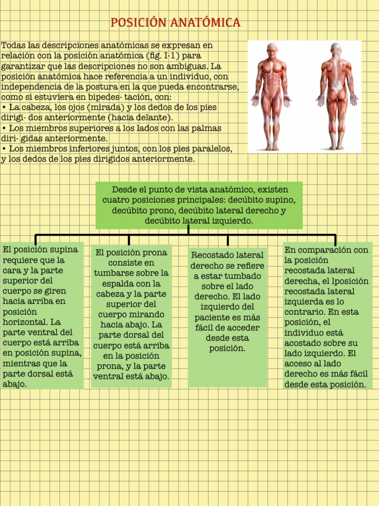 Posiciones Anatómicas | PDF
