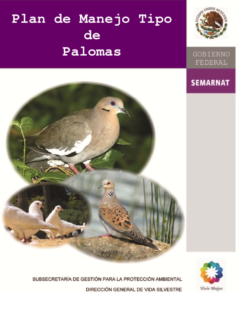 Plan de Manejo para Palomas en México | PDF | Aves | Columbidae
