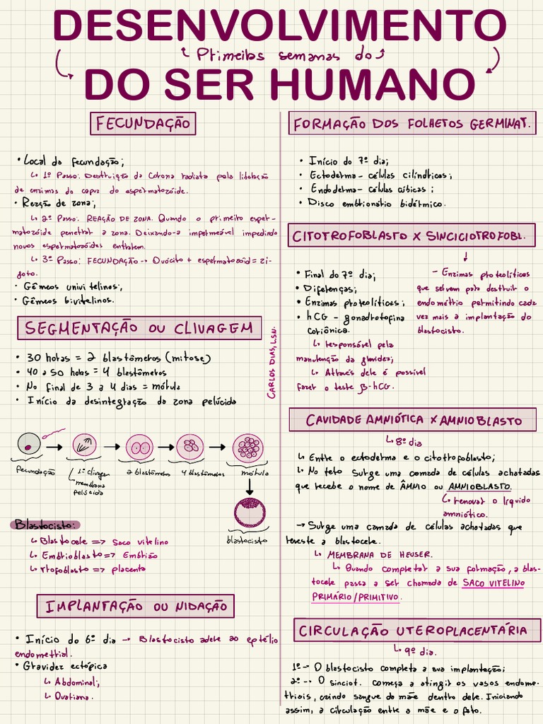 Concepção e Formação Do Ser Humano | PDF