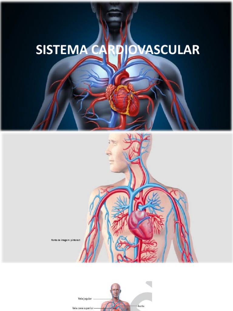 Anatomia do Sistema Cardiovascular | PDF | Coração | Ventrículo (coração)