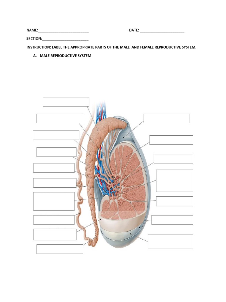Male and Female Reproductive System Labelling Assignment PDF
