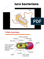 Aula 2 - Estrutura de Bactérias