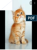 Chaton Marron Roux - Recherche Google