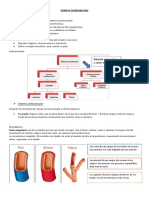 Anatomía Sist. Cardiovascular