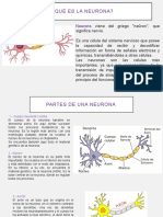 Neuron A