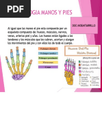 Anatomía de La Uña y Sus Partes | PDF | Clavo (anatomía) | Sistema ...