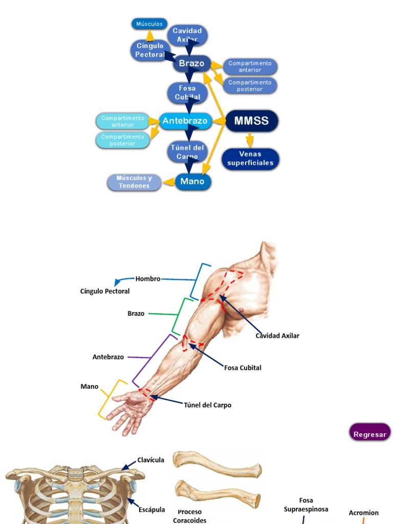 Mapa Conceptual MMSS | PDF | Mano | Tejido suave