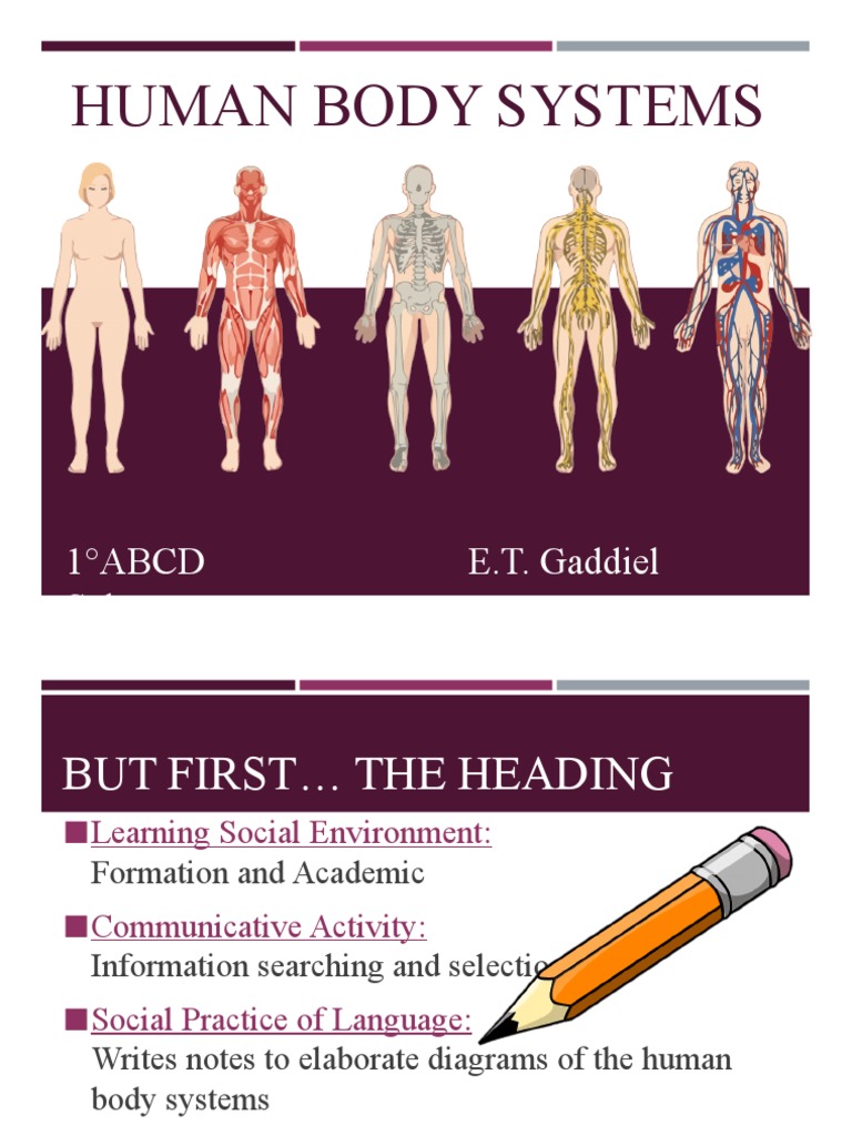 Human Body Systems Biology Diagrams