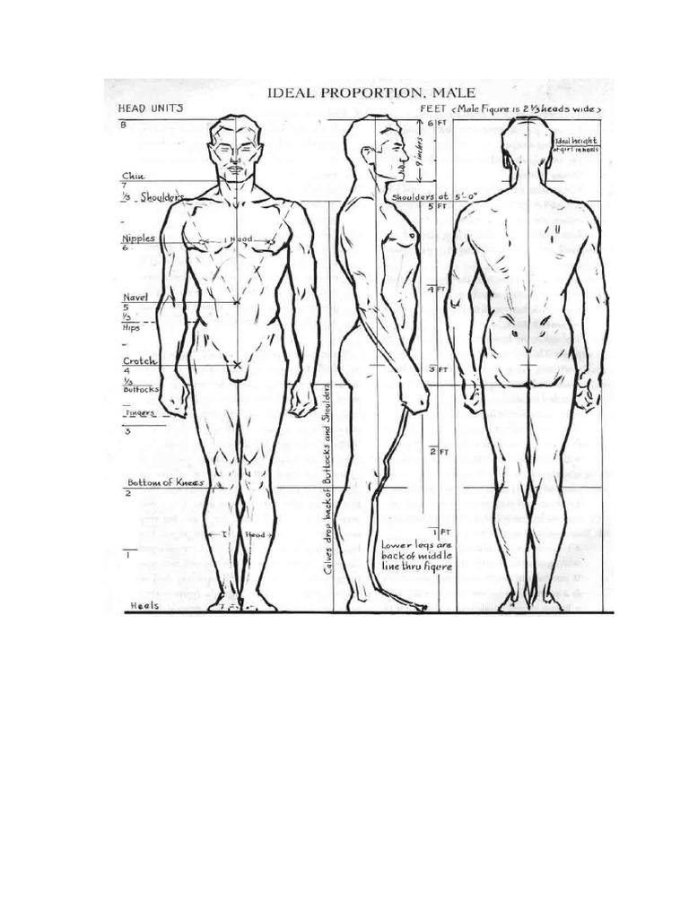 How to Draw Ideal Proportion Male | PDF