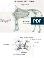 Materi Praktikum osteologi-RANGKA AKSIALIS