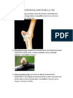 Estados Fenologicos de La Vid