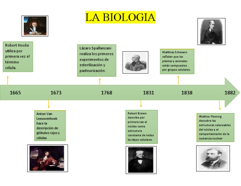 Lnea De Tiempo Historia De La Biologa Línea Del Tiempo Biología