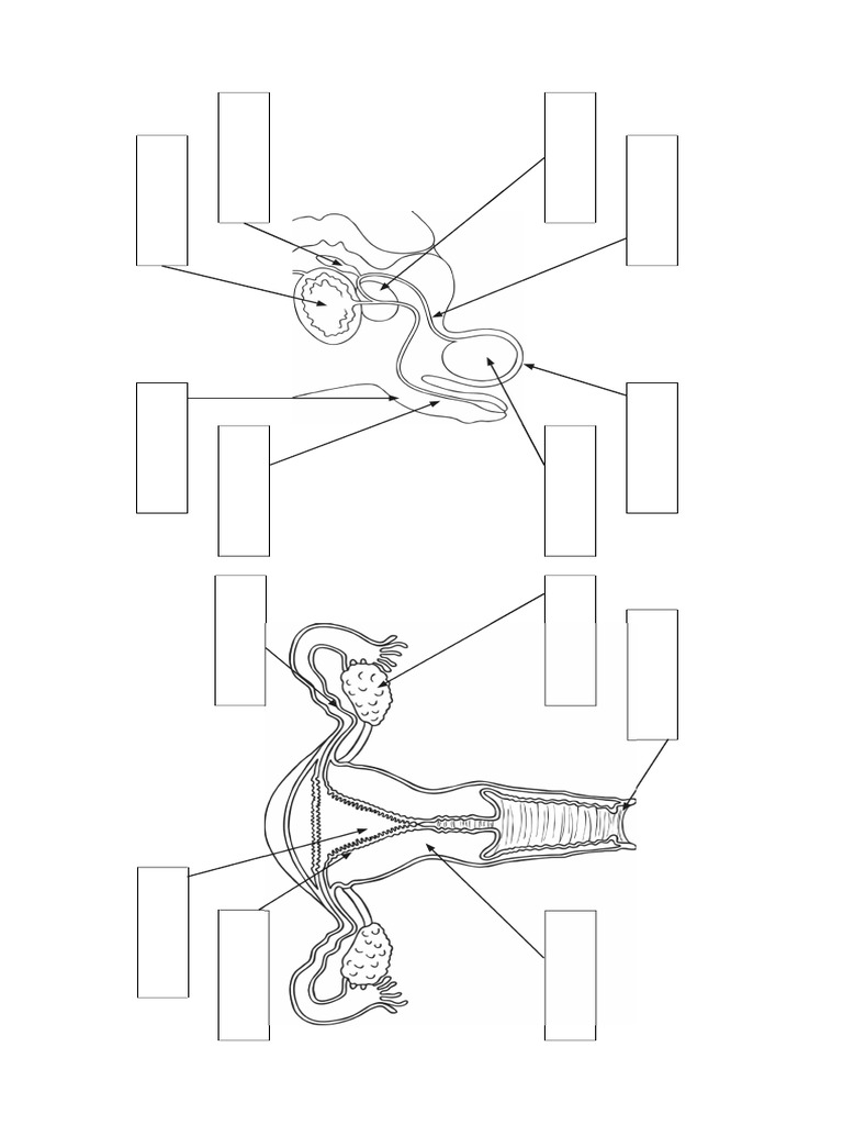 Aparato Reproductor para Colorear | PDF