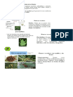 Clasificación de Las Plantas