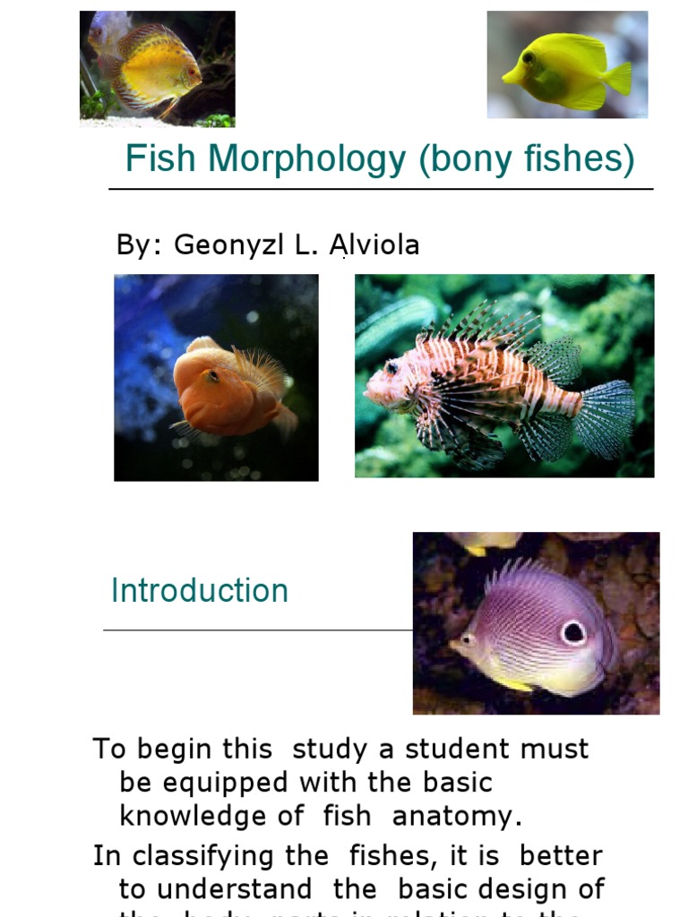 Fish Morphology and Body Classification | PDF | Fish | Aquatic Organisms
