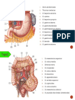 Sistem Digestivus (II) - MKK Gastro
