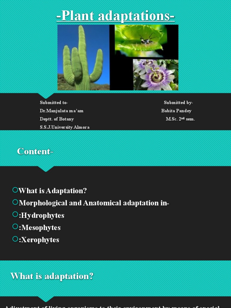 Plant Adaptations: Types & Examples | PDF