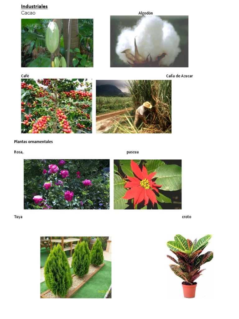 Plantas Industriales, Ornamentales, Alimenticias y Medicinales3 | PDF